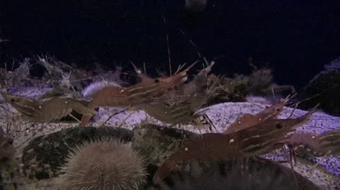 Close Up Of A Troop Of Prawn In An Aquarium Stock-Footage 19077798