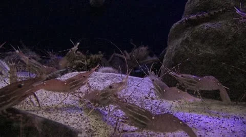 Close Up Of A Troop Of Prawn 스톡 동영상 19078431