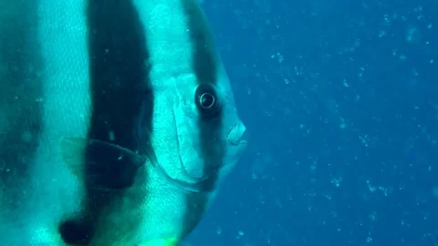 Close up of tropical bat fish Stock Footage 72451178