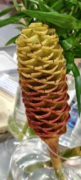 Close‑up of a tropical beehive ginger 写真素材