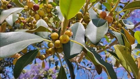 Close-up of Tropical Berries Video stock 334057050