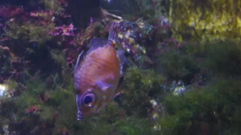Close up of a tropical boar fish Stock Footage 267551016