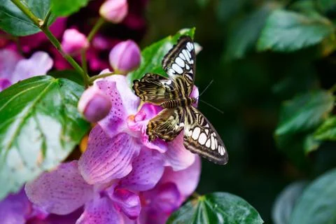 Close up of tropical butterfly Fotos Stock