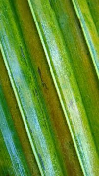 Close-up of tropical, concept texture coconut leaves. Stock Photos