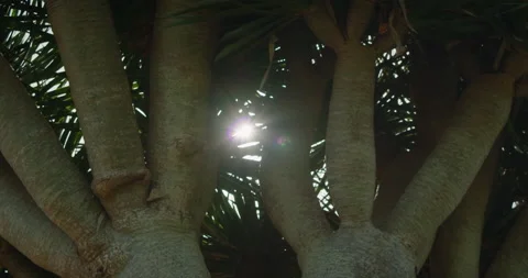 Close-up tropical Dragon tree crown against blue sky at sunny day. Dracaena Stock Footage 237403344