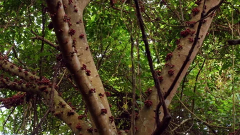 Close Up of Tropical Fig Tree Branches Covered With Clusters of Red Fruits, Natu Stock Footage 336676198