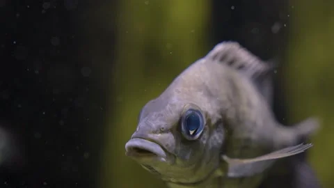 Close up of a tropical fish Video stock 219245415