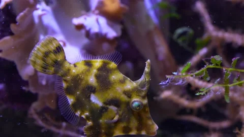 Close up of a tropical fish Stock Footage 233795819