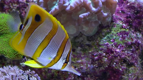  Close up tropical fish  Stock Footage 234125007