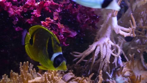  Close up tropical fish  Stock Footage 234130032