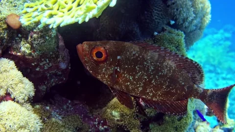 Close Up of Tropical Fish Looking Directly at Camera in Front of Coral Reef in Video stock 348091966