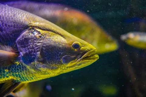 Close -up of tropical fish Stock Photos