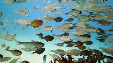 Close-up of Tropical Fish Schooling in Blue Ocean - Underwater Footage - 4K Stock Footage 333726943