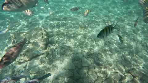 Close-up of tropical fish swimming in the clear Caribbean Sea, Cuba Stock Footage 337222967
