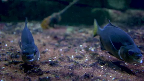 Close up of tropical fish swimming in sync Stock Footage 297022792
