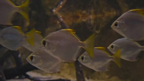 Close-Up of Tropical Fish with Yellow Tails in Motion Stock Footage 320013306