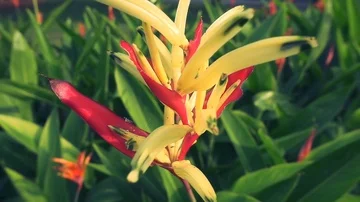 Close up of tropical flower. Dynamic point of view shot. Slow motion. Thailand. Stock Footage 86060823