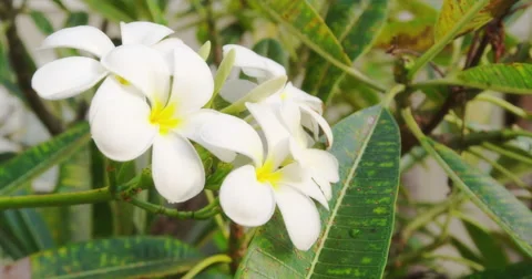 Close-Up of Tropical Flowers Stock Footage 59870585