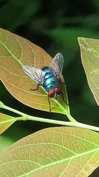 Close-Up of a Tropical Fly. Stock Photos