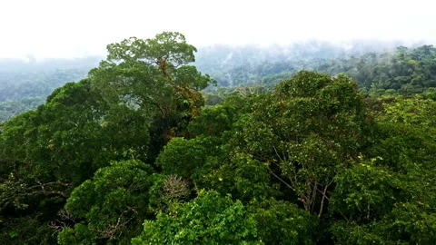 Close up of a tropical forest canopy showing the biodiversity Stock Footage 196227492
