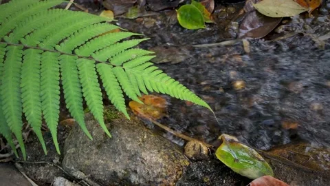 Close-up tropical forest river flowing on pebbles and rocks with leaves and fern Stock Footage 199907177