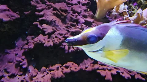 Close up of a tropical Foxface rabbitfish  Stock Footage 264139375