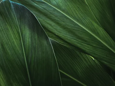 Close up of Tropical Green Leaf Texture use as a Background Stock Photos