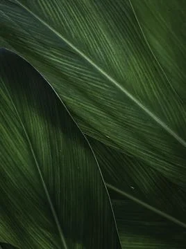 Close up of Tropical Green Leaf Texture use as a Background for Design Stock Photos