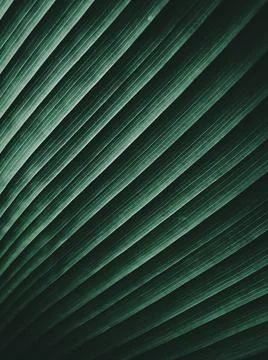 Close up of Tropical Green Leaf Texture use as a Background Stock Photos