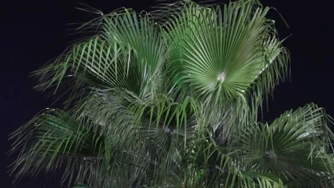Close up of tropical green leaves on a background of black night sky. Stock Footage 249414540