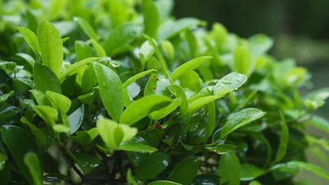 Close-up tropical greenery under raindrops. Envision your dream home in Asia's Stock Footage 266122453