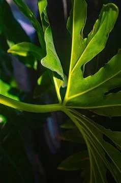 Close up of tropical leaf or Monstera deliciosa with deep lobes and glossy .. Foto stock
