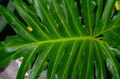 Close up of tropical leaf or Monstera deliciosa with deep lobes, glossy sur.. Stock-Fotos
