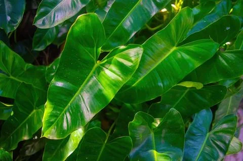Close up of tropical leaf or Philodendron bipinnatifidum with glossy surfac.. Stock-Fotos