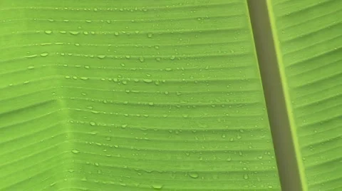 Close-up tropical leaf with rain droplets Video stock 1029351