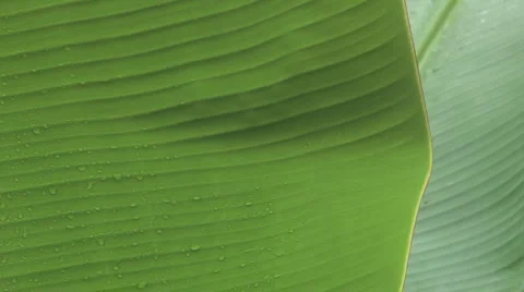 Close-up tropical leaf with rain droplets Stock Footage 1029654