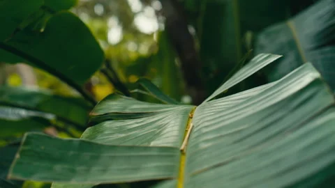 Close up of tropical leaf with soft focus and natural green texture 库存影片 333787773