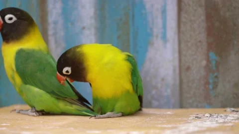 Close Up of Tropical Lovebirds Видео 170998653