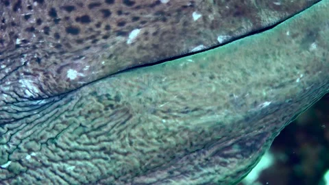 Close-up of Tropical moray on the seabed. Stock Footage 203943019
