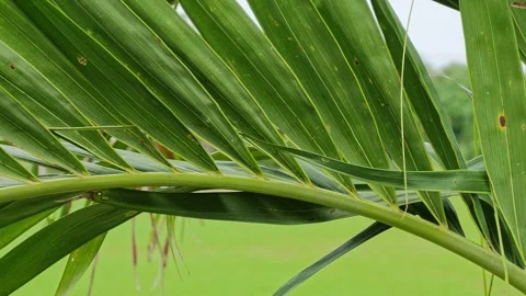 Close up of tropical palm leaf highlighting texture and natural green colors in Stock Footage 344826765