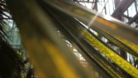 Close up tropical palm leaf in sunlight with light in botanic garden green Stock-Footage 98257322