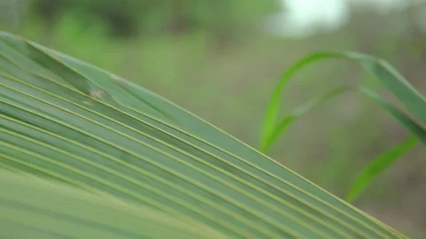 Close up of tropical palm leaf swaying outdoors with soft natural background Stock Footage 338398083