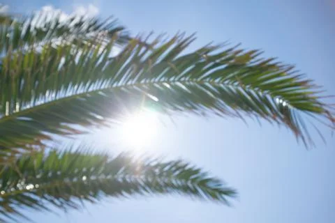 Close up of tropical palm tree branches and bright sun breaking through the l Stock Photos
