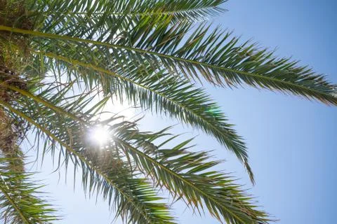 Close up of tropical palm tree branches and bright sun breaking through the l Stock Photos
