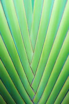 Close up of tropical palm tree Stock Photos