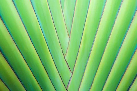 Close up of tropical palm tree Stock Photos