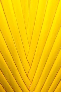 Close up of tropical palm tree texture Stock Photos