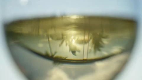 Close Up Tropical Palm Trees Reflection in Wine Glass Video stock 305123863