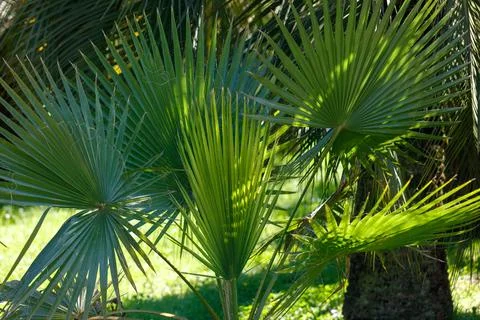 Close-up of tropical palm trees with sunlight filtering through fronds Foto stock