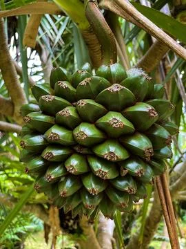 Close-Up of Tropical Pandanus Fruit on Tree Stock Photos